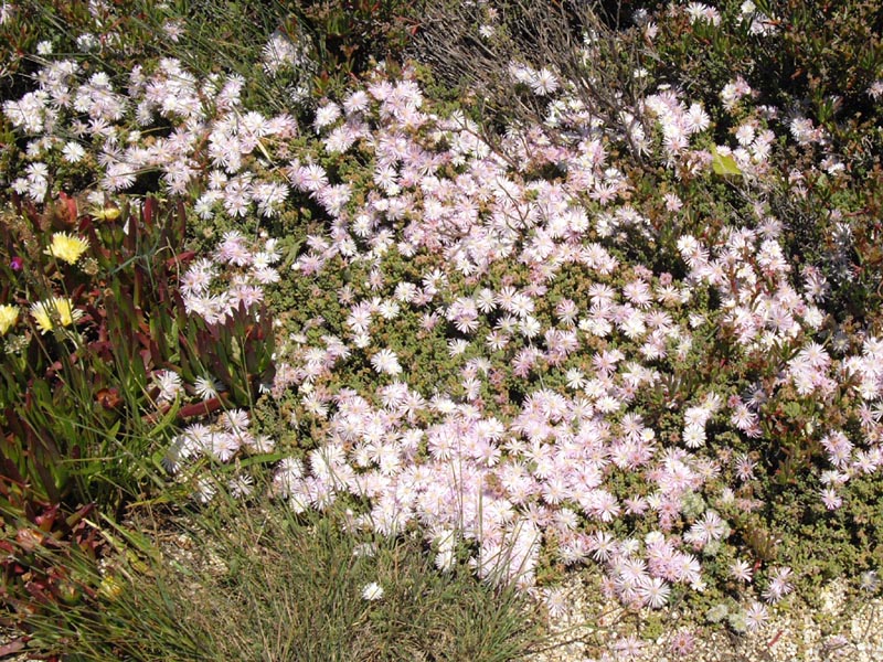 Drosanthemum sp.